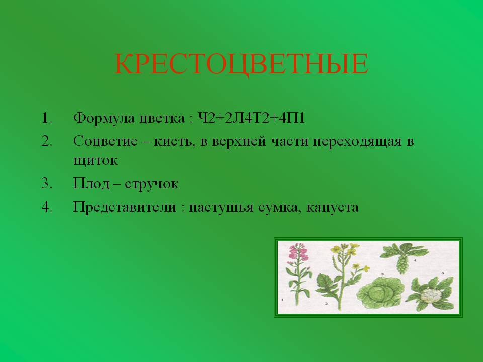 Крестоцветные