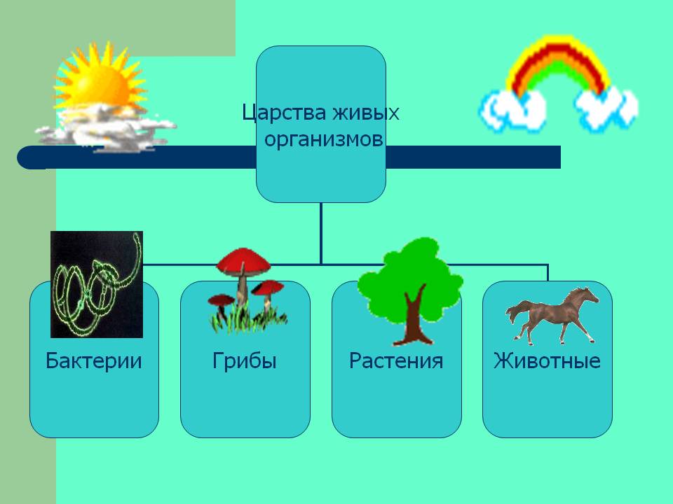 Биология 6 класс грибы