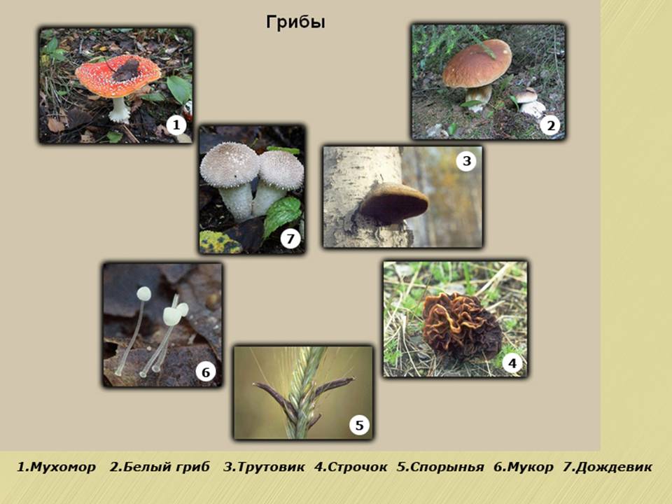 Биология 6 класс грибы
