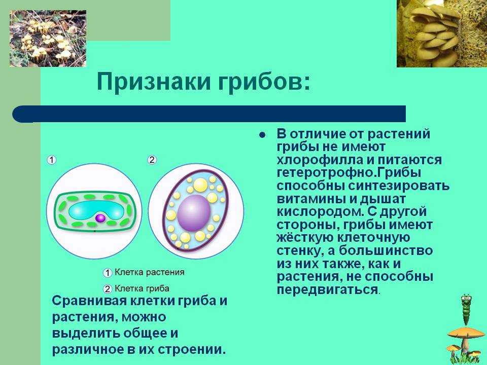 Признаки грибов: