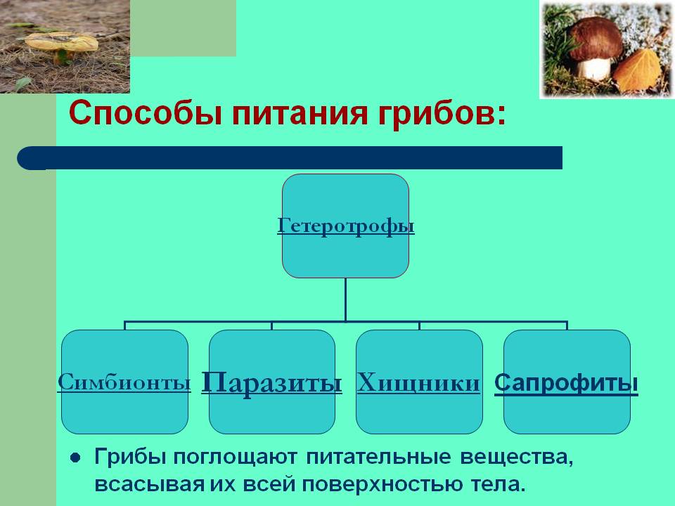 Способы питания грибов: