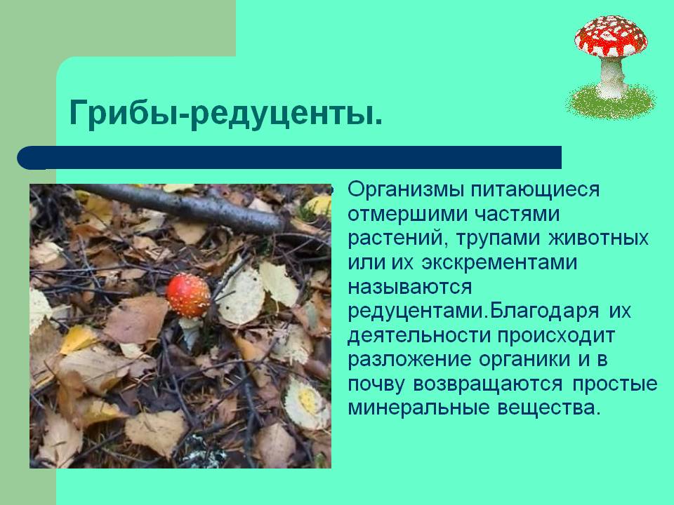 Грибы-редуценты