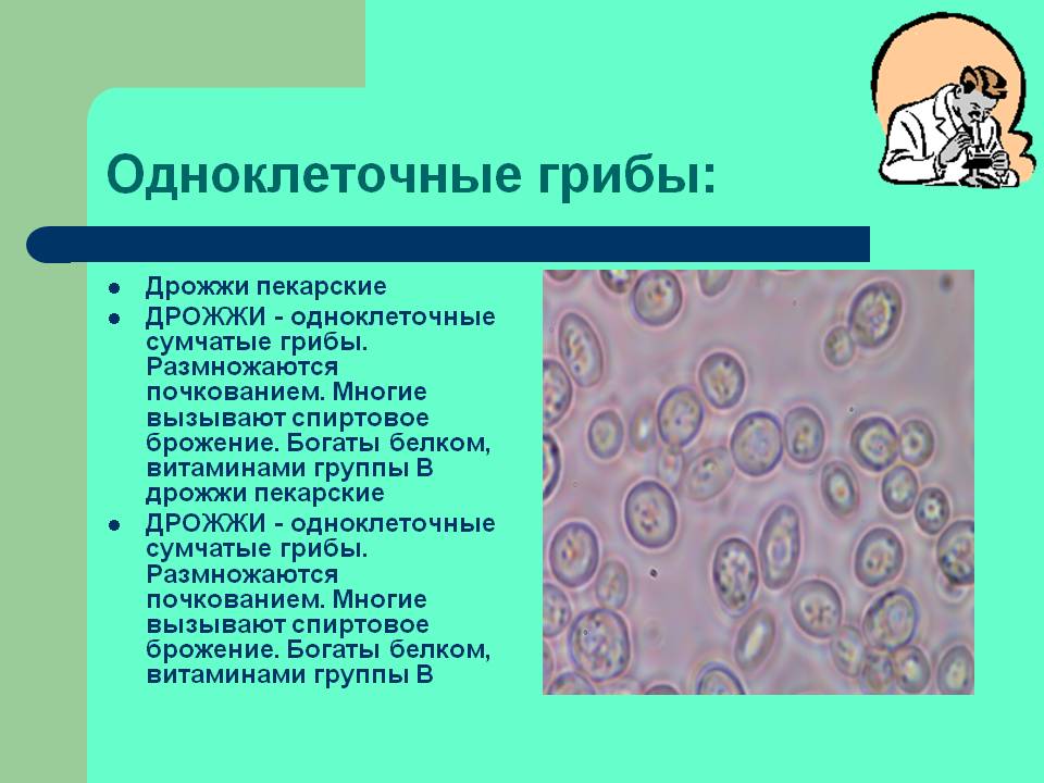 Одноклеточные грибы: