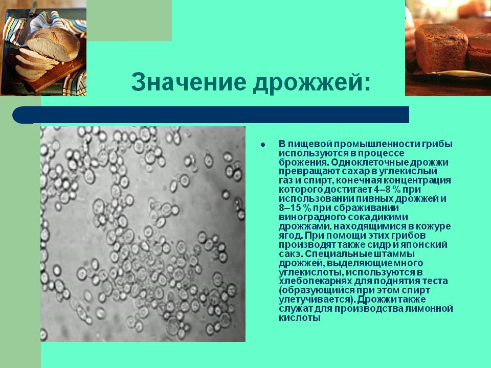 Значение дрожжей: