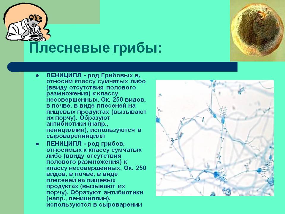 Плесневые грибы: