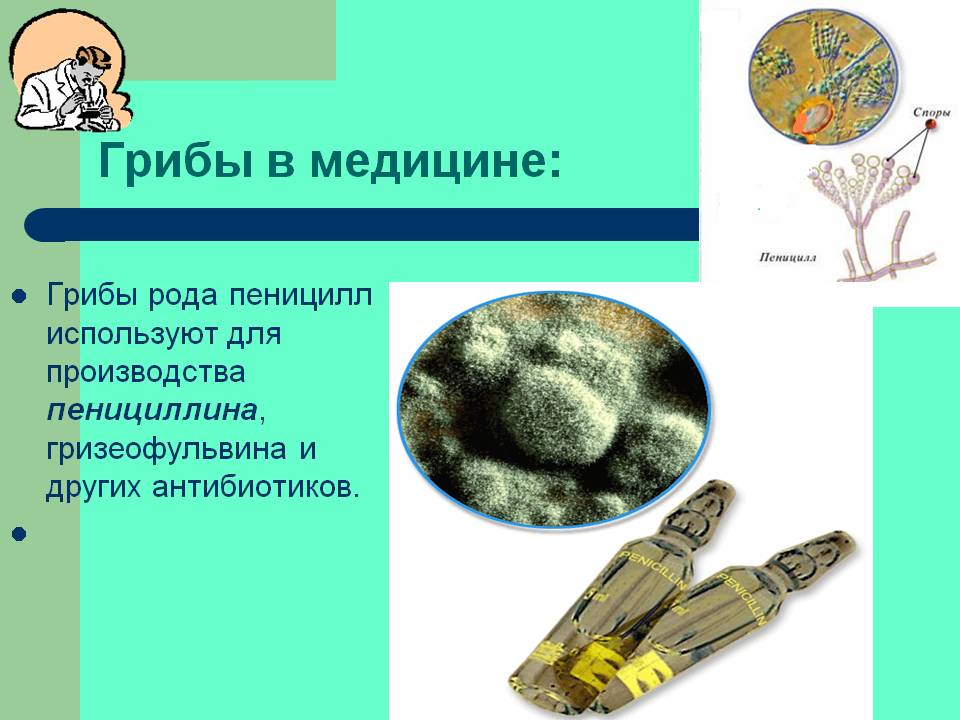 Грибы в медицине: