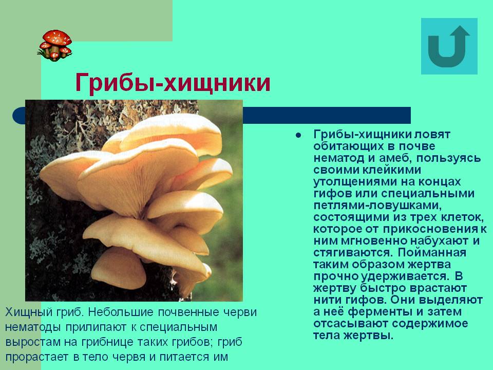 Грибы-хищники