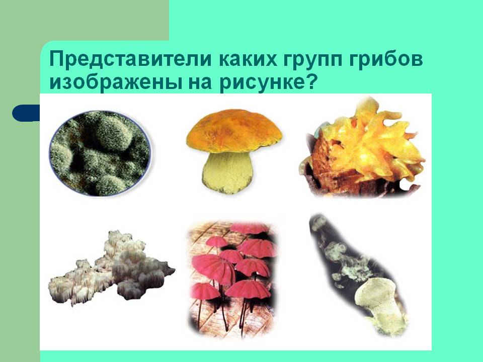 Представители каких групп грибов изображены на рисунке