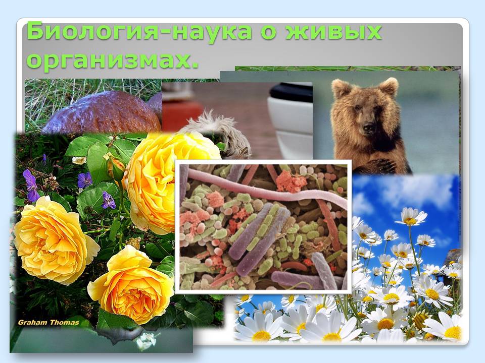 Биология-наука о живых организмах