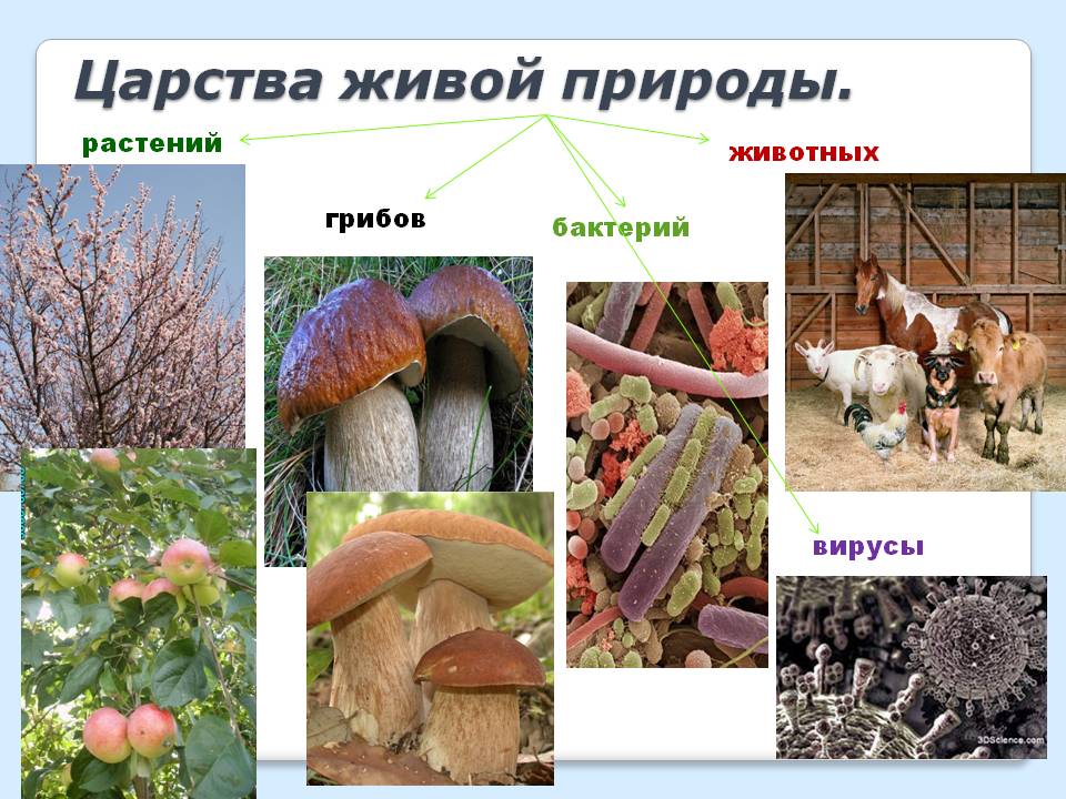 Царства живой природы