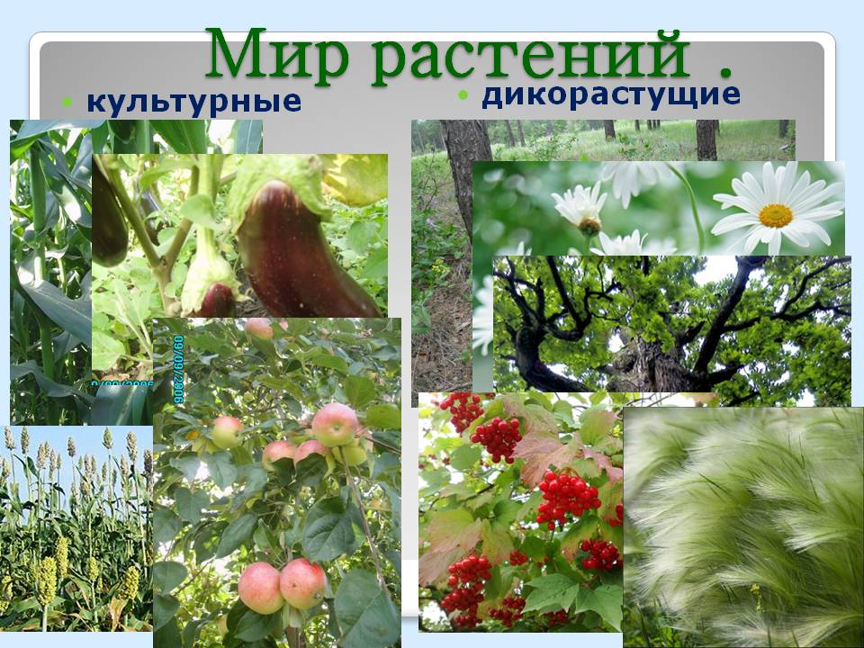Мир растений