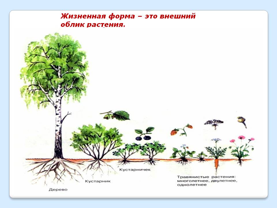 Жизненная форма – это внешний облик растения