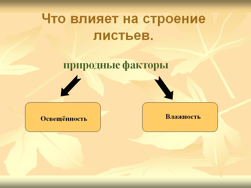 Что влияет на строение листьев