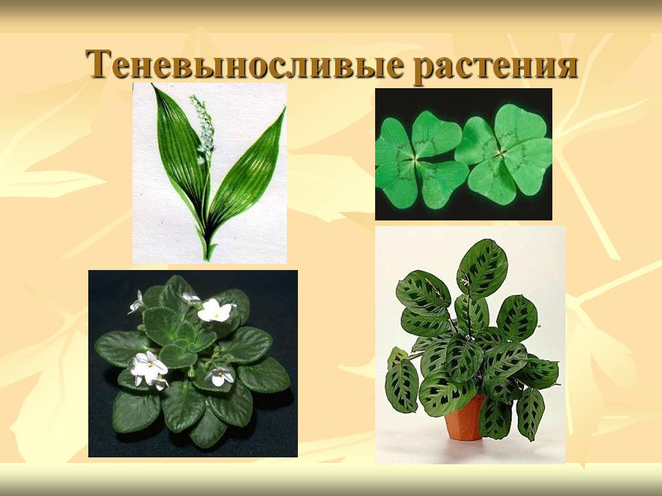 Теневыносливые растения
