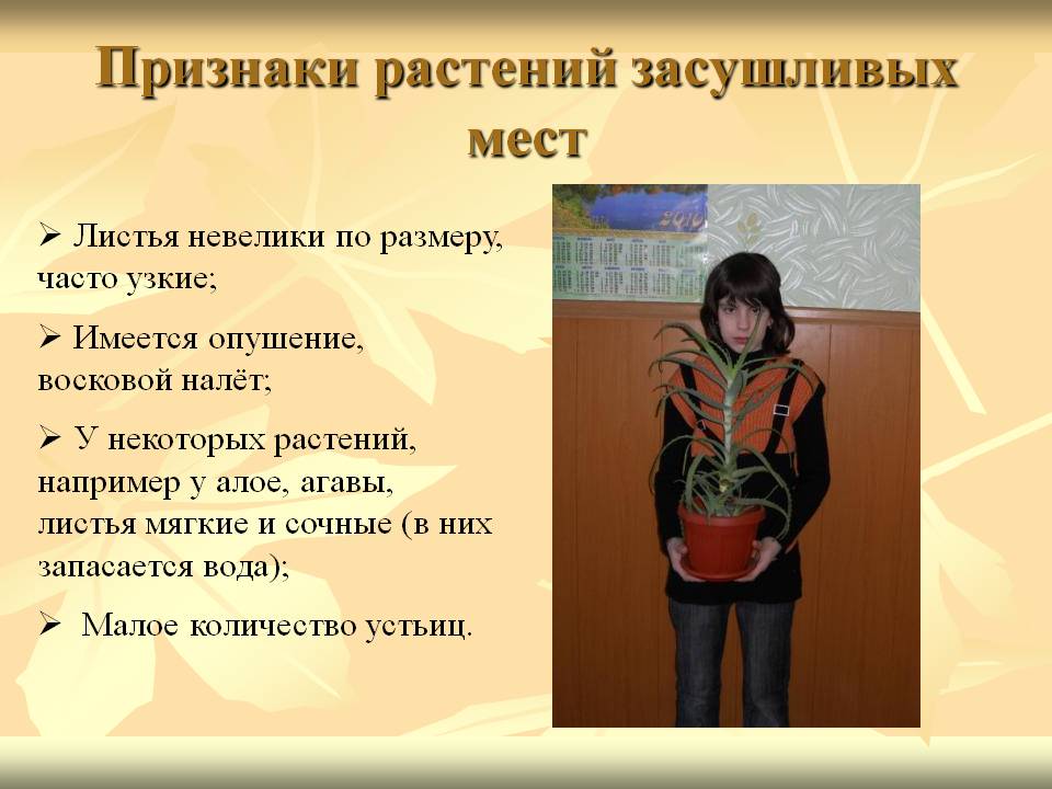 Признаки растений засушливых мест