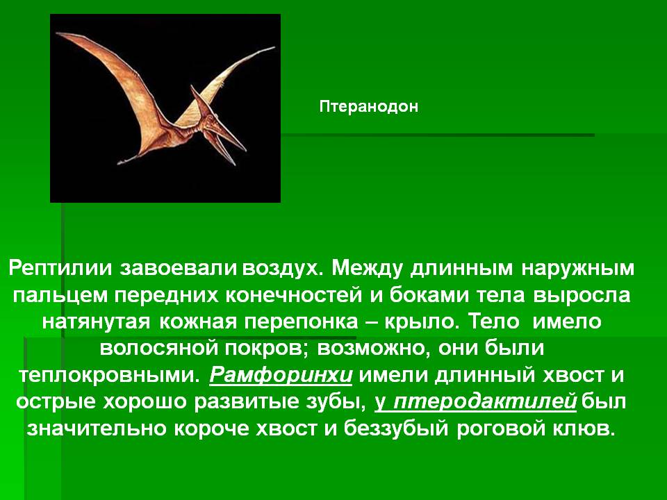 Рептилии завоевали воздух