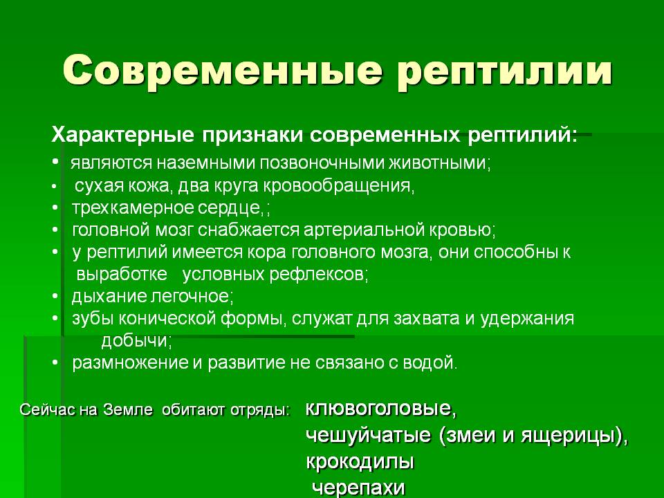 Современные рептилии