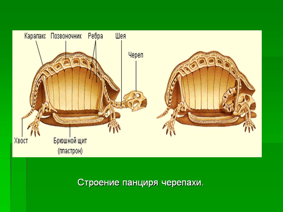 Строение панциря черепахи