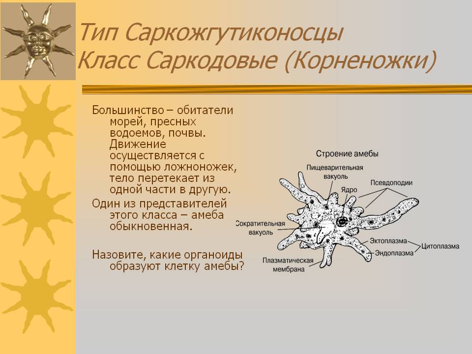 Тип Саркожгутиконосцы Класс Саркодовые (Корненожки)