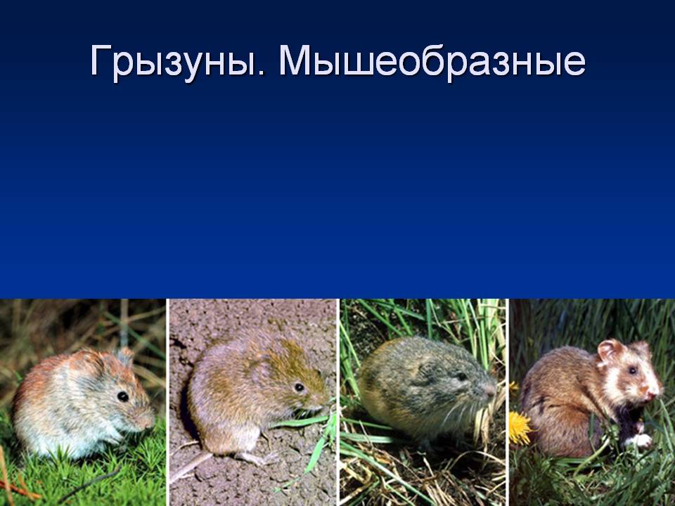 Грызуны