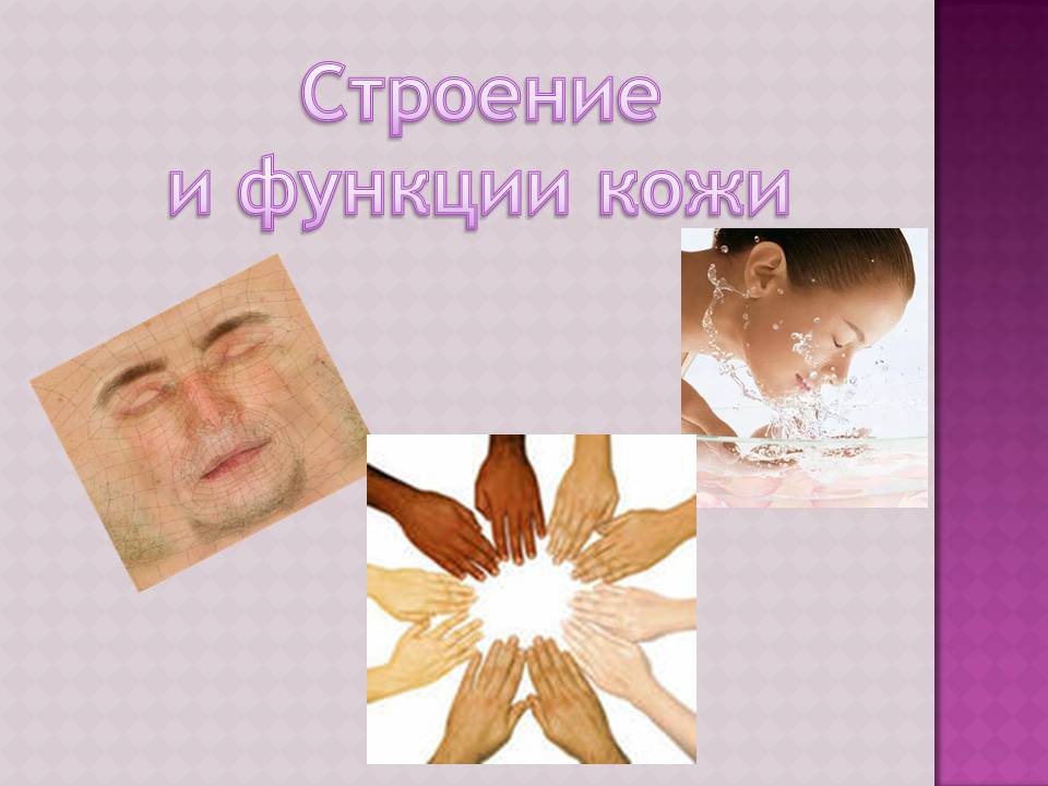 Строение и функции кожи