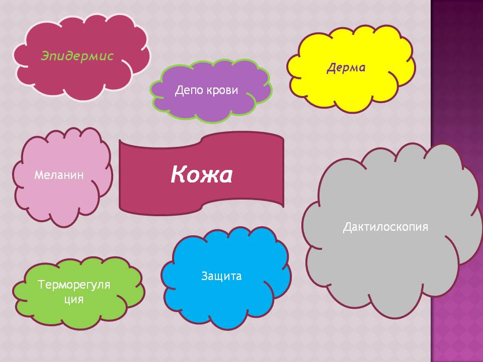 Кожа
