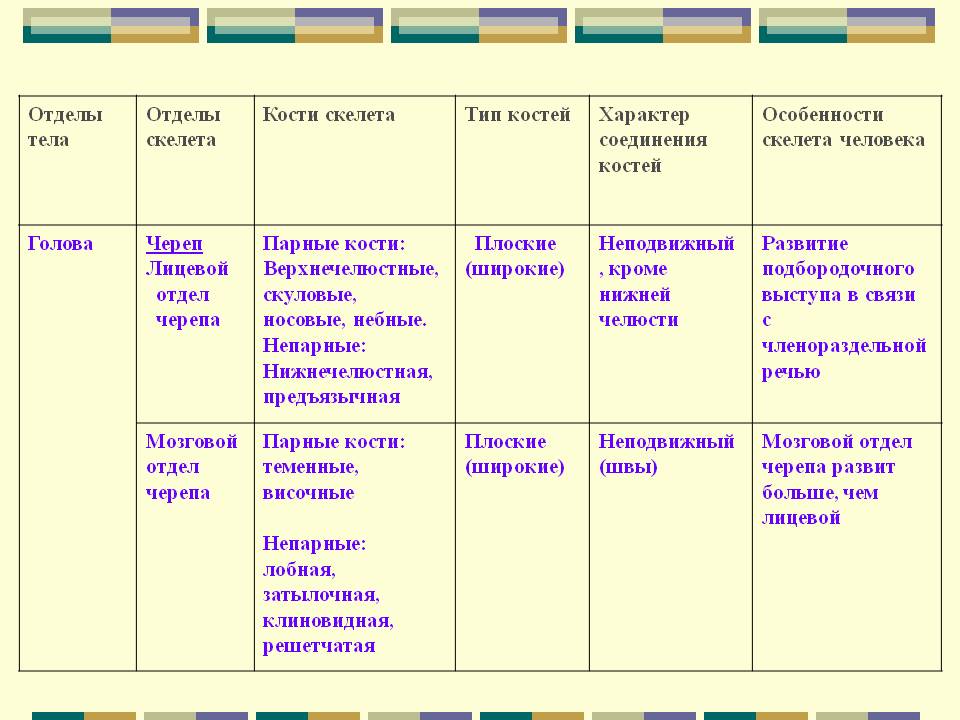 Отделы тела