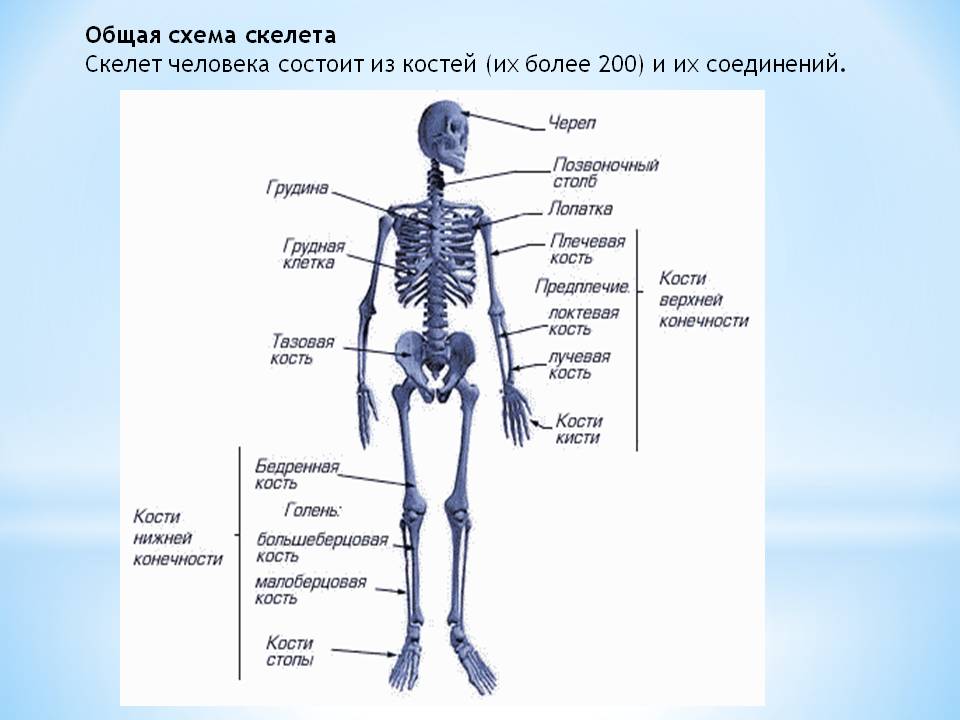 Общая схема скелета
