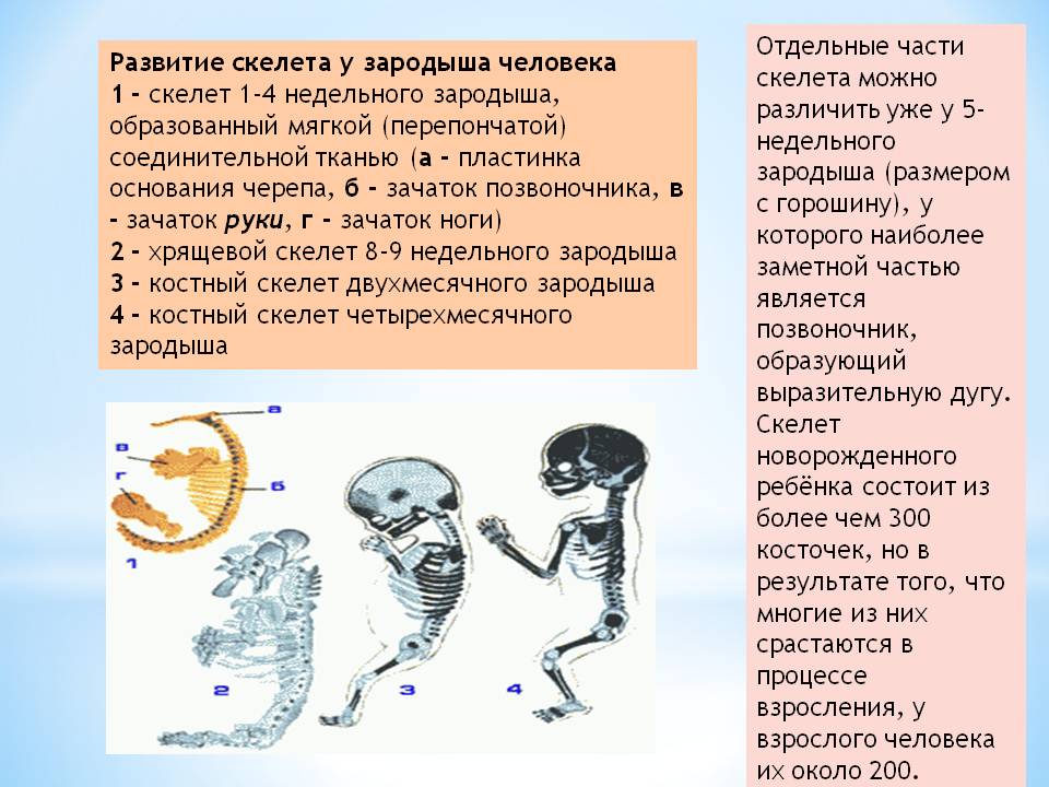 Отдельные части скелета можно различить уже у 5-недельного зародыша
