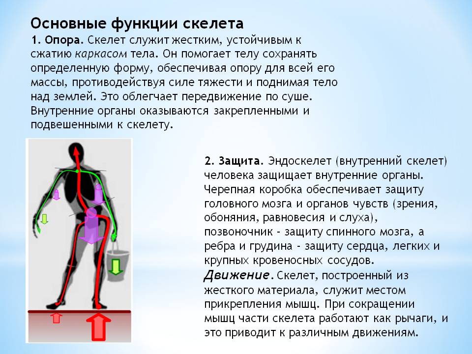 Основные функции скелета