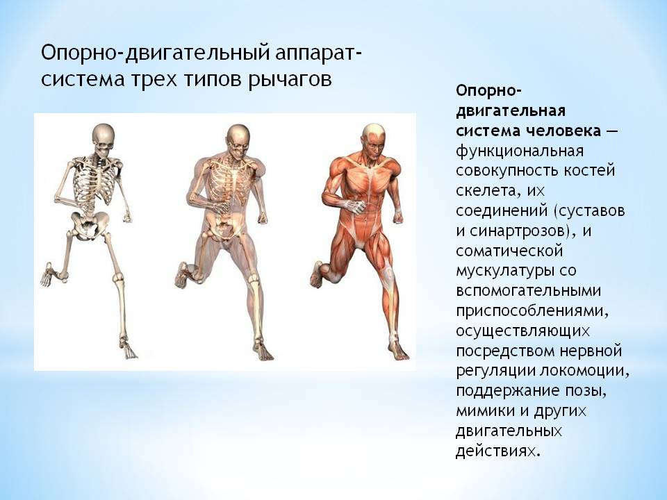 Опорно-двигательный аппарат-система трех типов рычагов