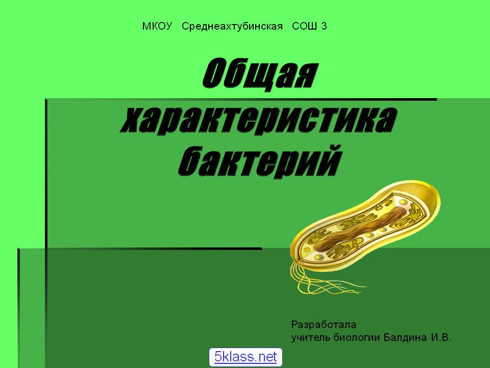 Общая характеристика бактерий