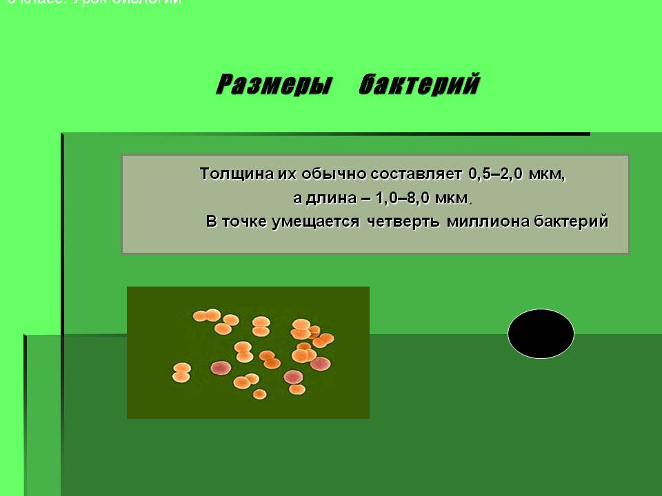 Размеры бактерий