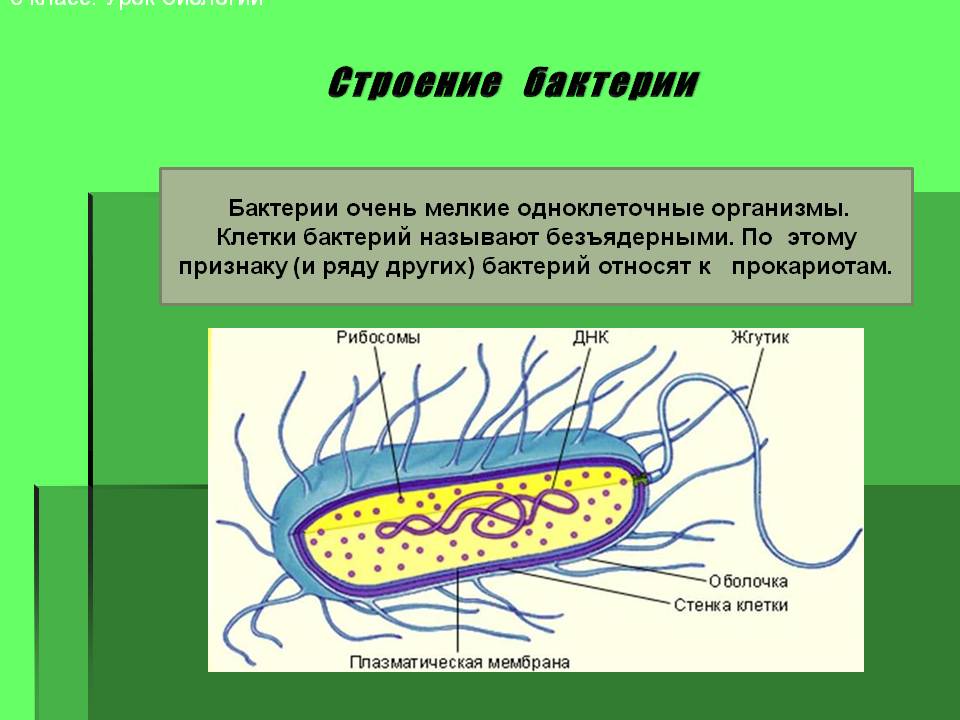Строение бактерии
