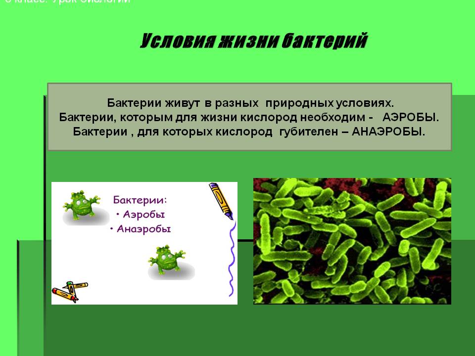 Условия жизни бактерий