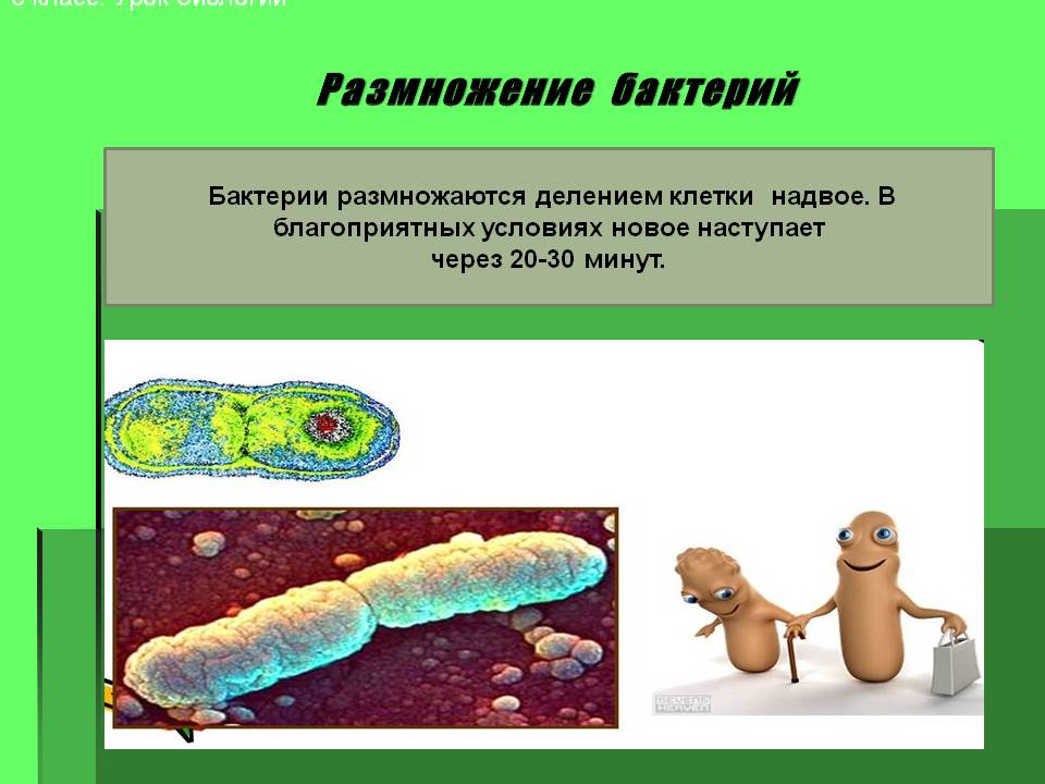 Размножение бактерий