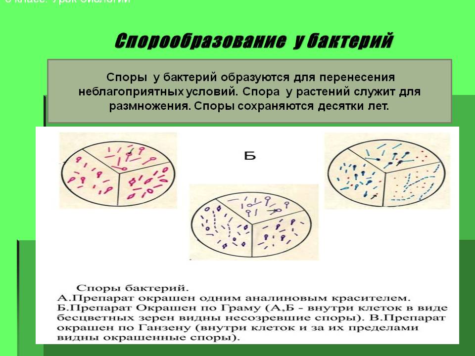 Спорообразование у бактерий