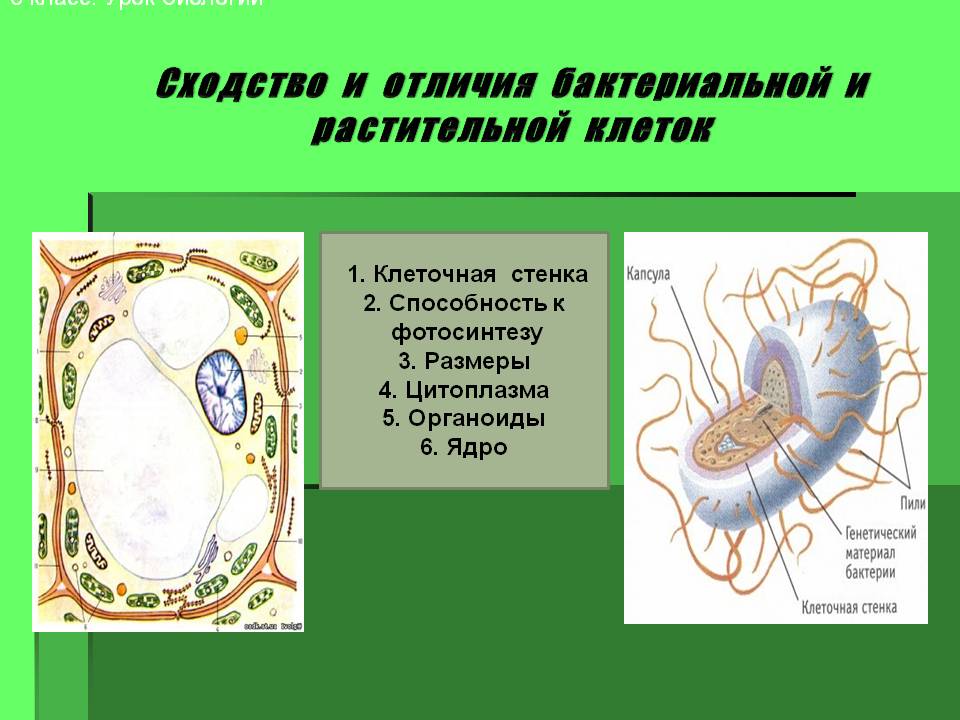 Сходство и отличия бактериальной и растительной клеток