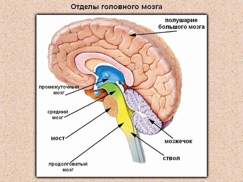 Биология головной мозг