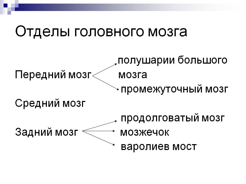 Отделы головного мозга