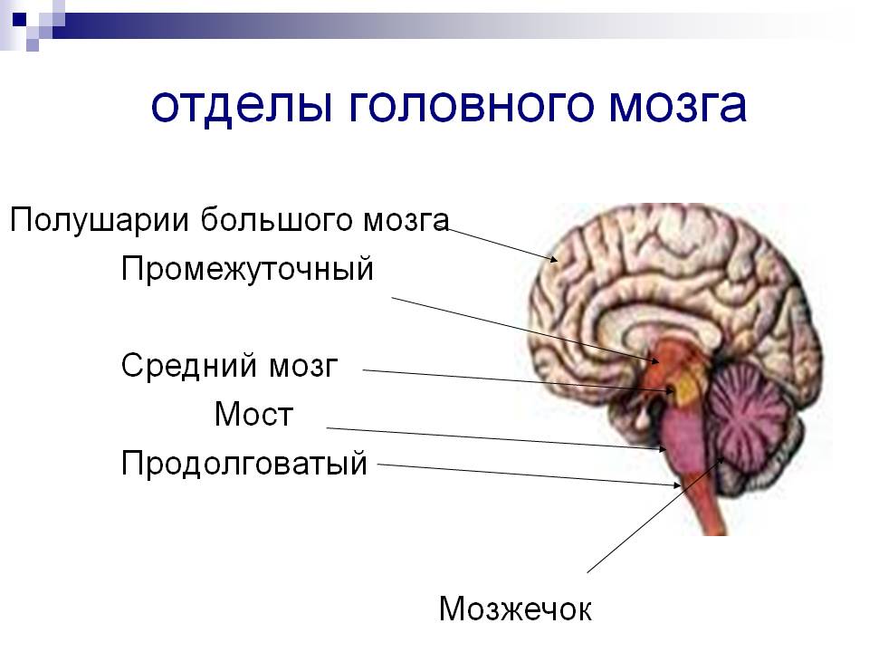 Отделы головного мозга