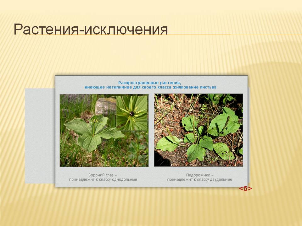 Растения-исключения