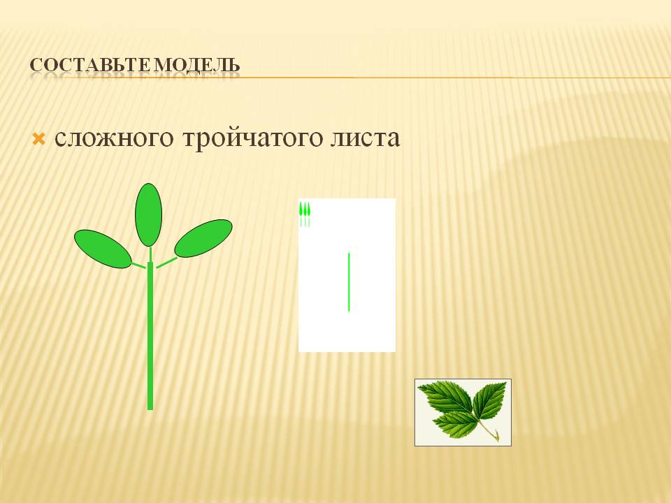 Сложного тройчатого листа