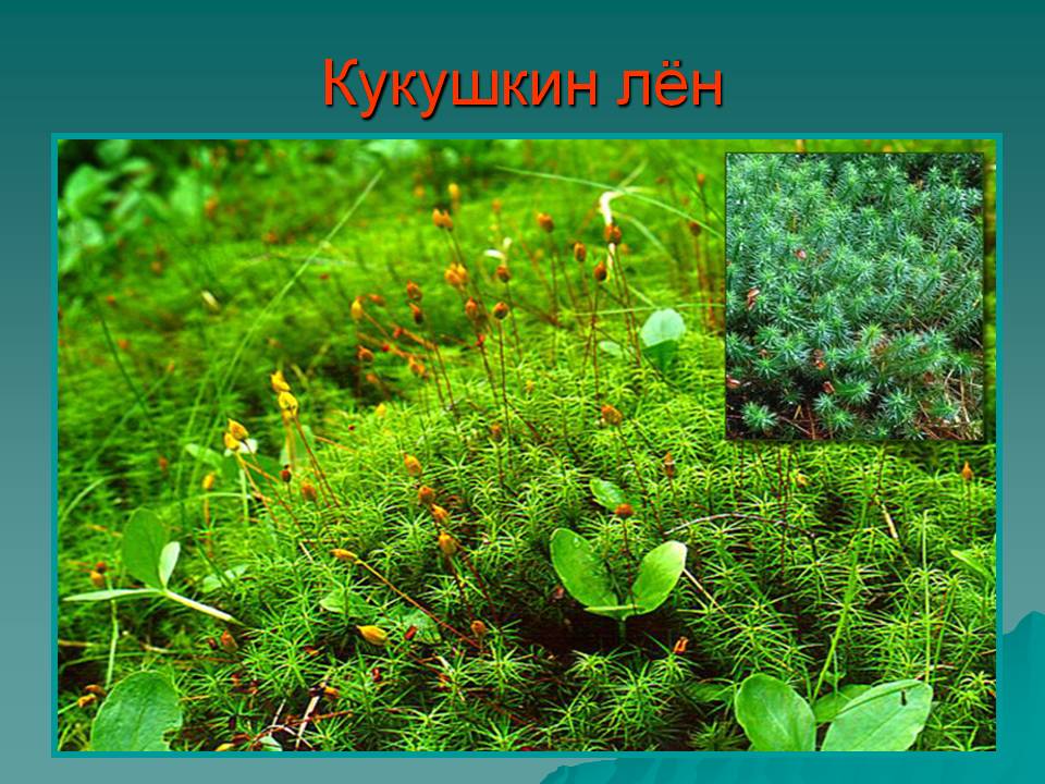 Кукушкин лён
