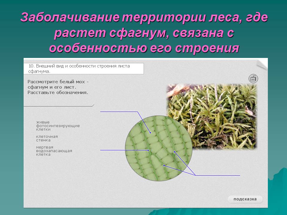 Заболачивание территории леса, где растет сфагнум