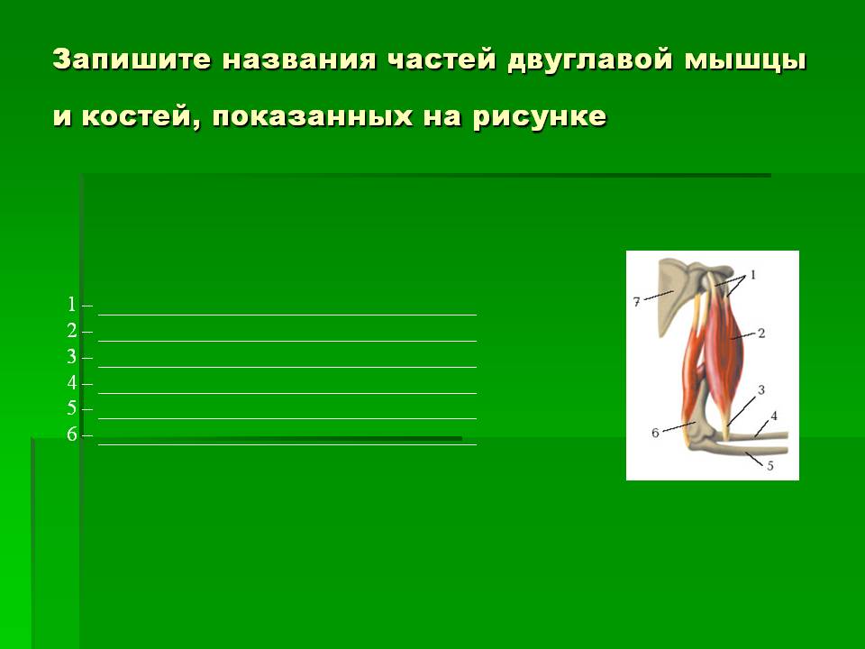 Запишите названия частей двуглавой мышцы и костей, показанных на