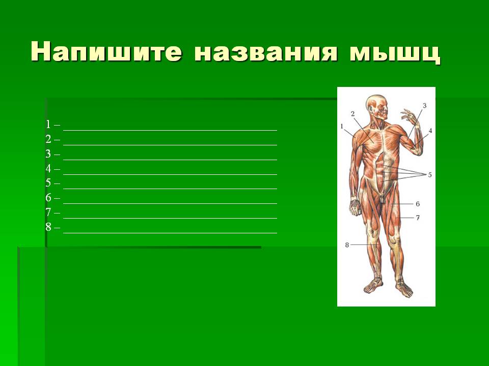 Напишите названия мышц