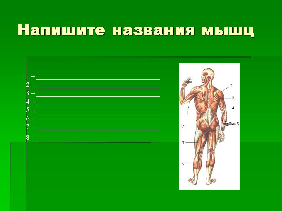 Напишите названия мышц