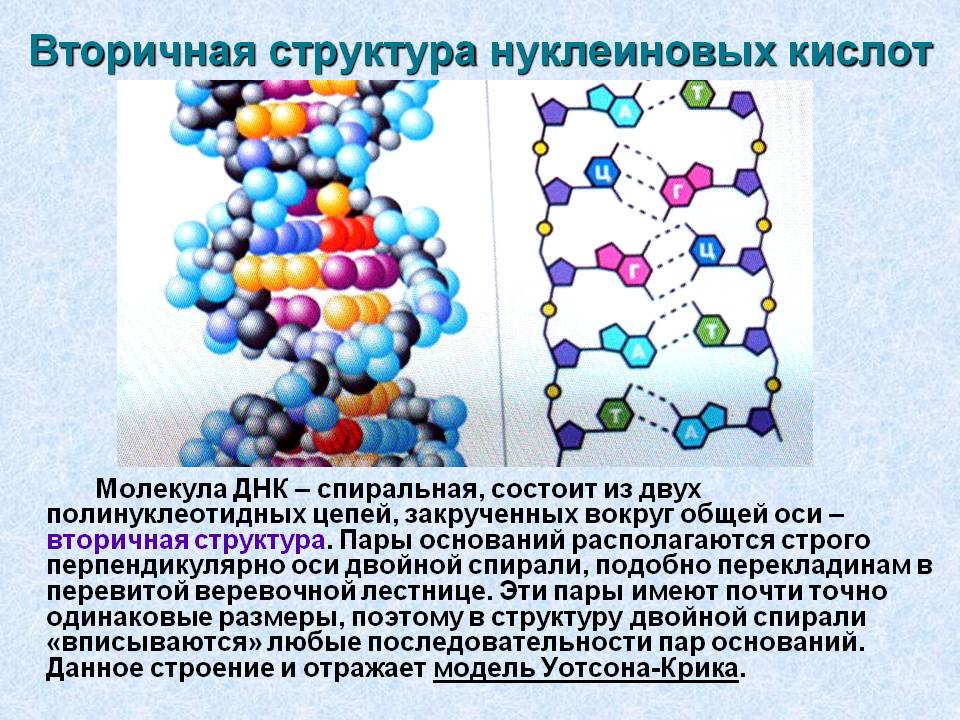 Вторичная структура нуклеиновых кислот