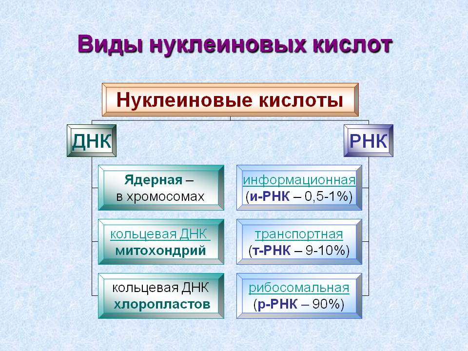 Виды нуклеиновых кислот